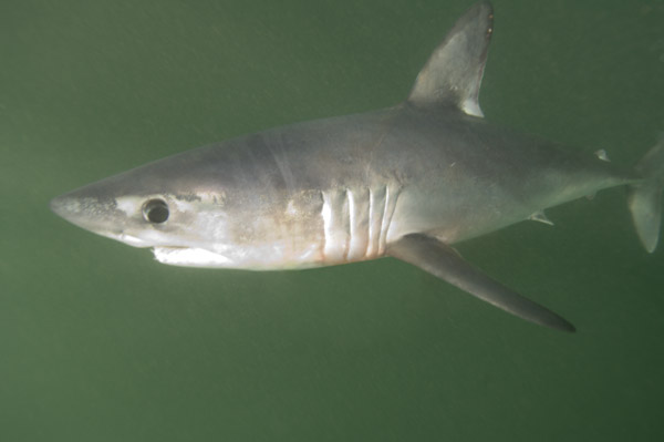 Porbeagle Shark Information and Pictures of Lamna nasus